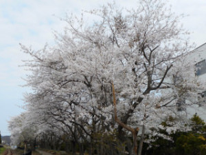[Sakura - Best Viewing] Sakura Path (Kozaka Town, Akita Prefecture)