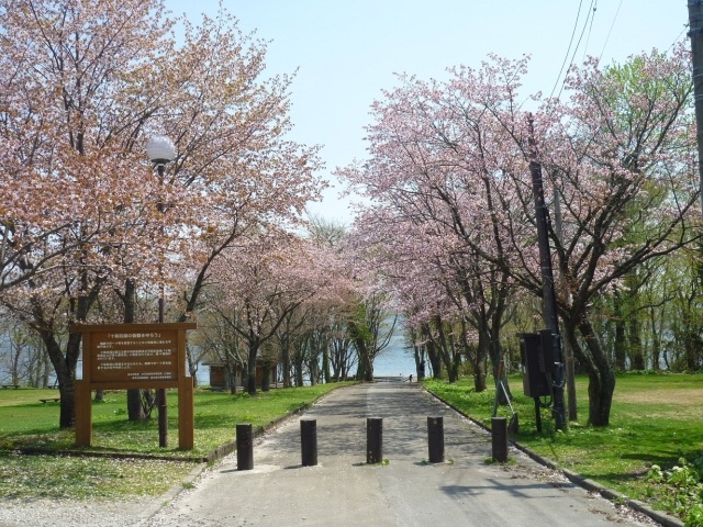 Sakura Blooming at Towada Lake Okawadai Park