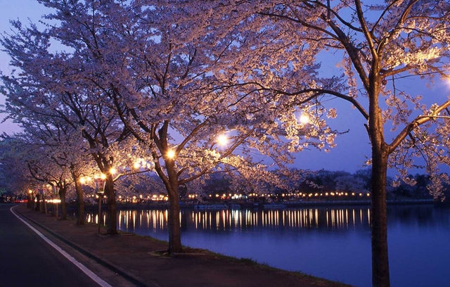 Takanasu Chuo Park Cherry Blossom Festival