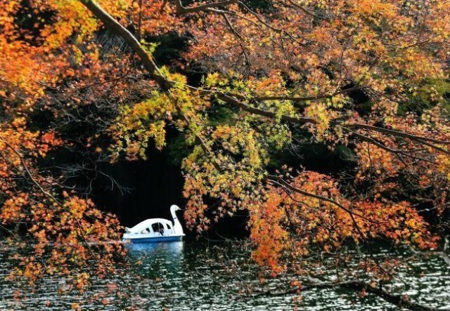 [Maple Leaves - Best Viewing] Lake Kamabukko