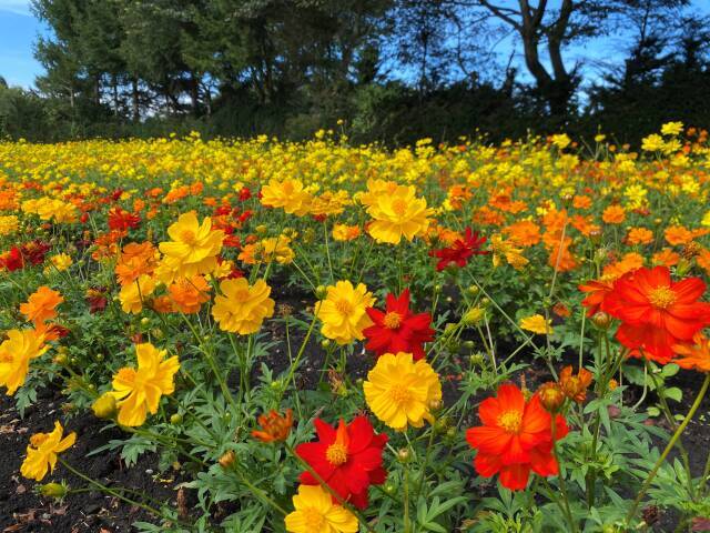 Yellow Cosmos 2025