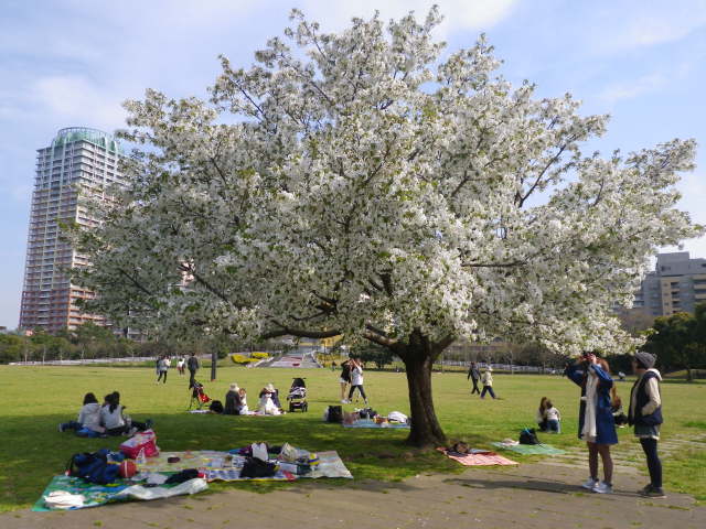 【桜・見ごろ】幕張海浜公園