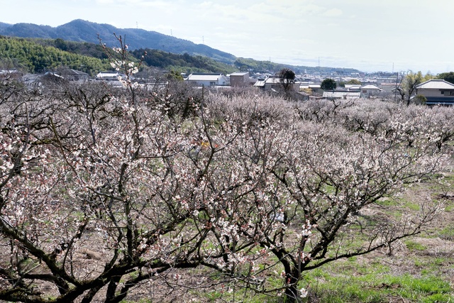 青谷梅林「梅まつり」