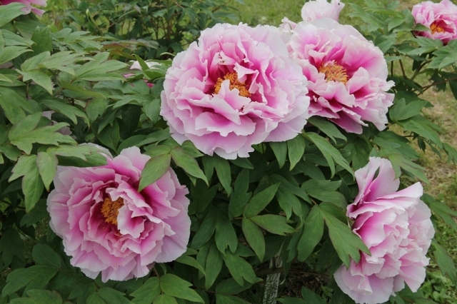 The 50th Iinan-cho Peony Festival