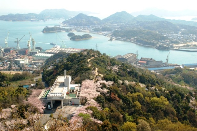 【桜・見ごろ】因島公園