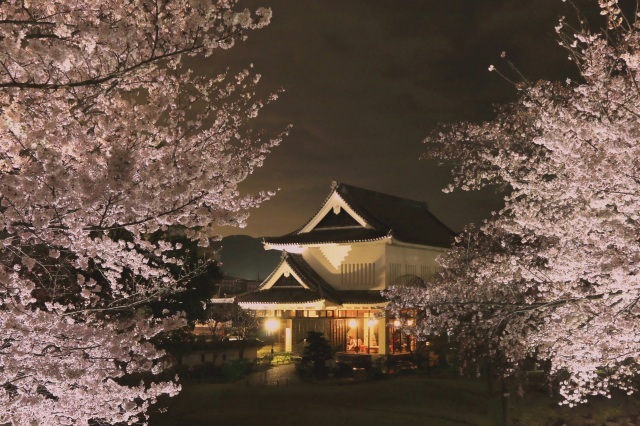 勝竜寺城公園×夜桜のライトアップ
