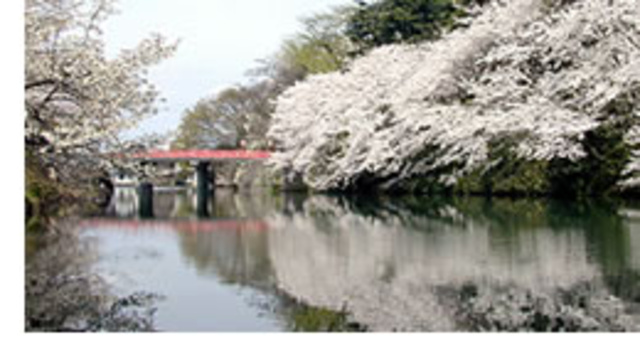 高岡城跡　高岡桜まつり