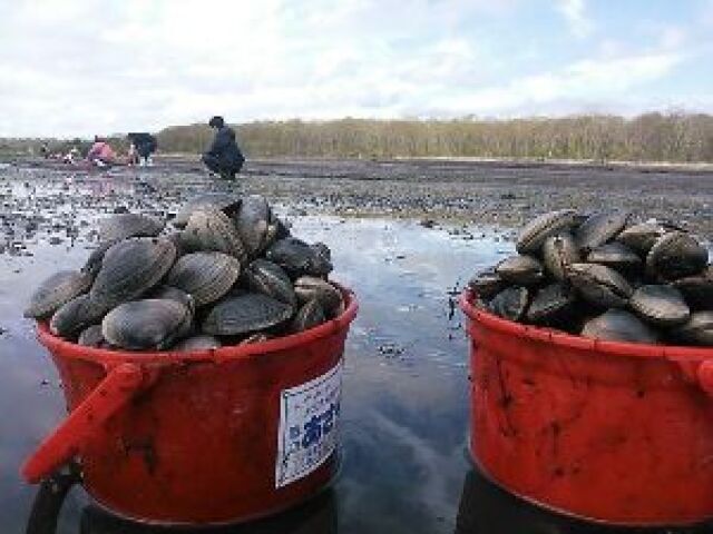 Bekkaichou Odainuma Clam Digging Festival