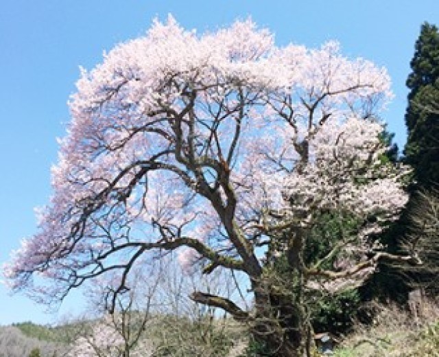 【桜・見ごろ】祝原のエドヒガン