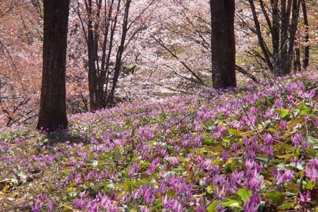 [Flowers・Best Viewing] Obayashi Furusato no Yama Katakuri Sakura