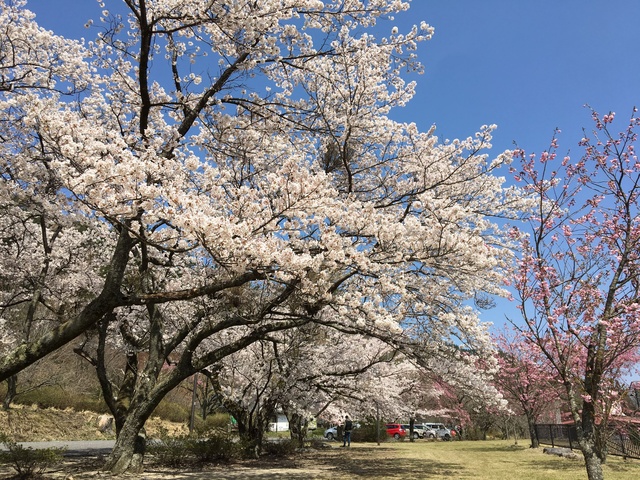 [Cherry Blossoms · Peak Bloom] Funajouzan Manbonsakura Park