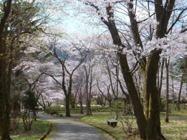 [Cherry Blossoms - Best Viewing] Ishikawa Prefectural Forestry Research Center Forestry Experiment Station (Tree Park)