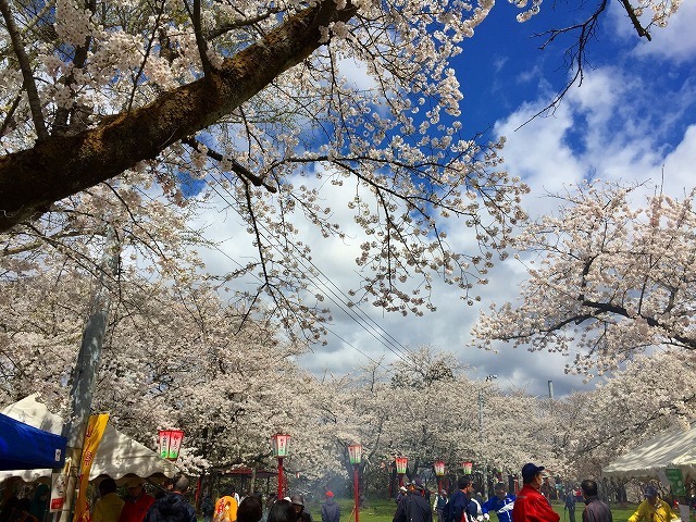 楯山公園桜まつり