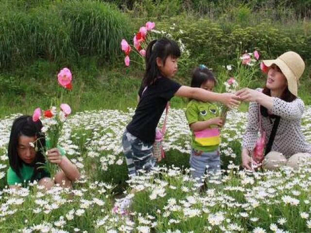 Flower Park Urashima Margaret Blooming Season