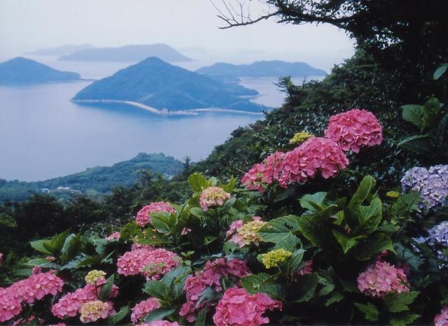 [Hydrangeas - Best Viewing] Shiunshiyama