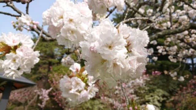 八重桜を楽しもう