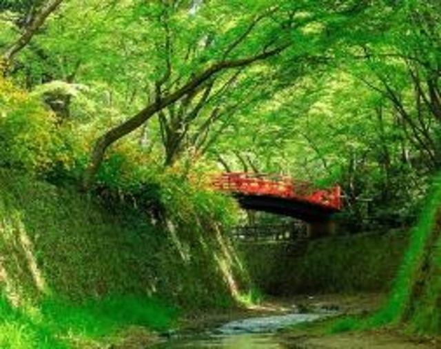 Historical Site of the Moat's Blue Maple