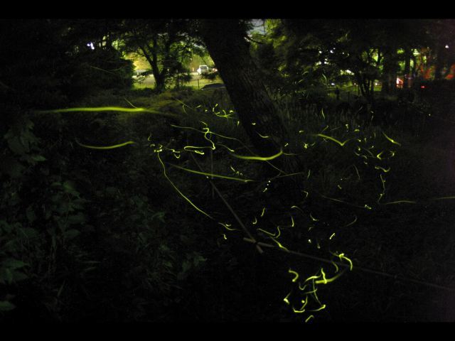 Shuzenji Onsen Firefly Evening