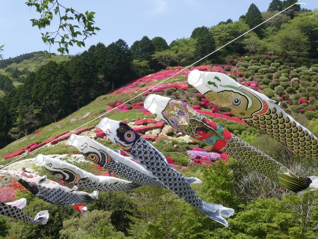 Himenosawa Park Flower Festival "Azalea and Carp Streamer Festival"