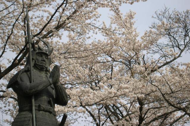広瀬桜まつり