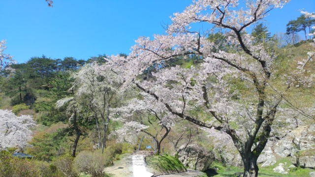 Kimimachizaka Cherry Blossom Festival