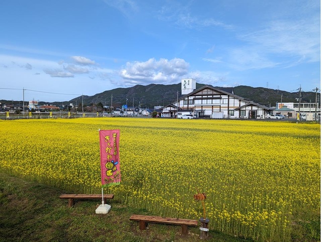 [Flowers & Peak Bloom] Roadside Station Kikugawa Nanohana
