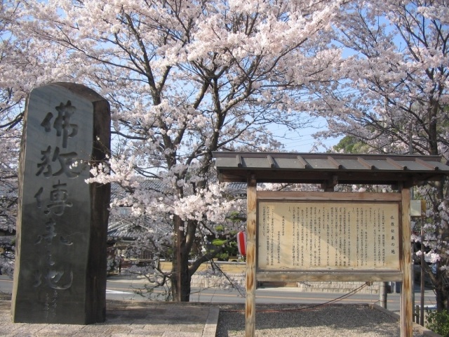 【桜・見ごろ】金屋河川敷公園