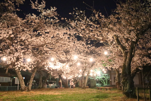 かつらぎ公園桜ライトアップ
