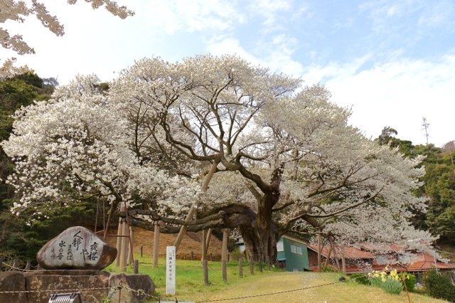 三隅大平桜まつり