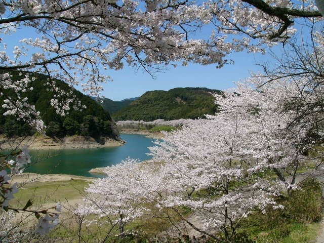 古座川　桜フェア