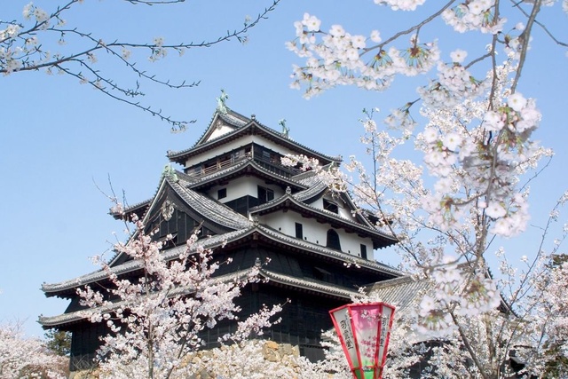 【桜・見ごろ】松江城山公園