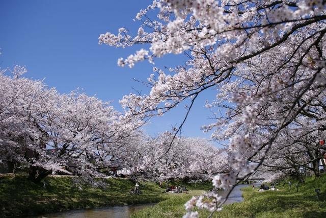 【桜・見ごろ】玉湯川桜並木