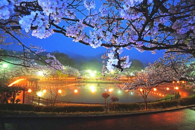 【桜・見ごろ】府中公園