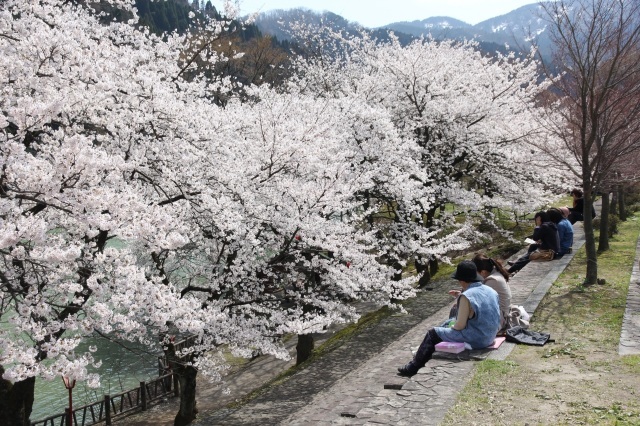 庄川峡　春　桜のおたより