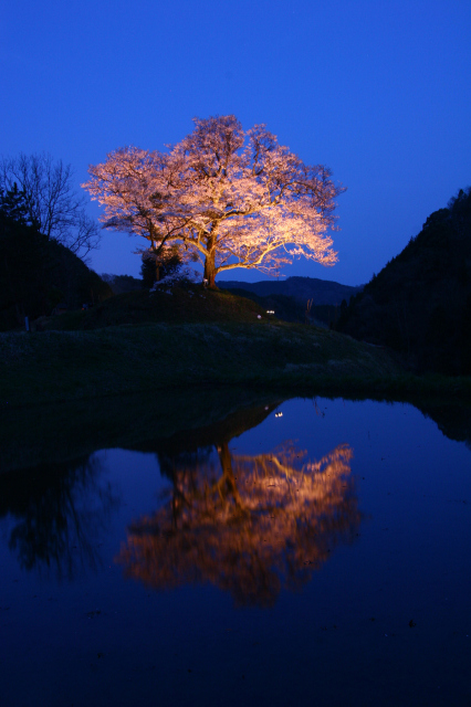 【桜・見ごろ】神宮寺跡のエドヒガン