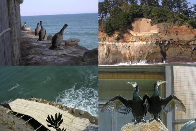 Cormorant Capture Site General Public Opening