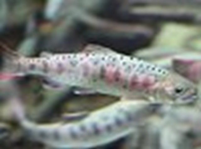 Okutsu Onsen Amago Fishing Tournament