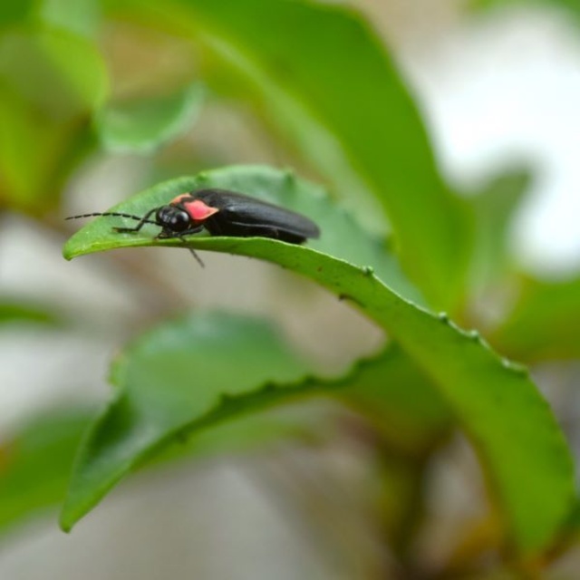 Fireflies Dancing - Special Viewing of the Twilight Japanese Garden