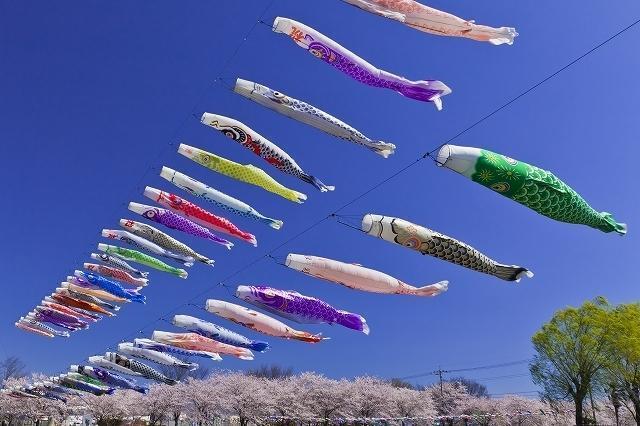 Koinobori no Sato Matsuri