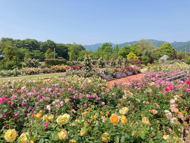 Rose Fair (Matsusaka Agricultural Park Bell Farm)
