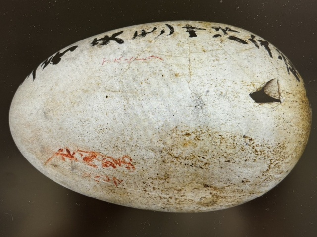Museum & Gifu University Collaboration Special Exhibition 'Secrets of Bird Eggs -Bird Eggs-'