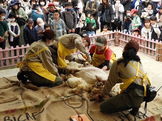 Sheep Shearing Open Event!