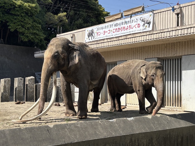 40th Anniversary Special Guide for Indian Elephants Bon and Yoko