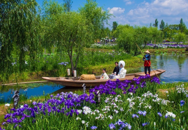 Suigo Sawara Iris Festival