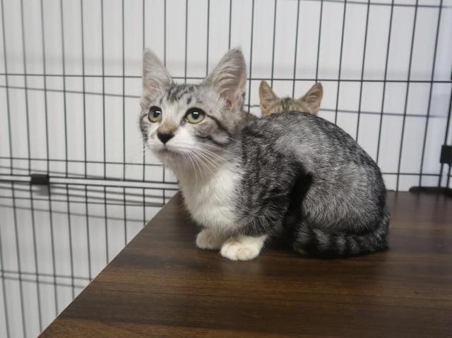 広島県動物愛護センター 猫の譲渡会（5月）