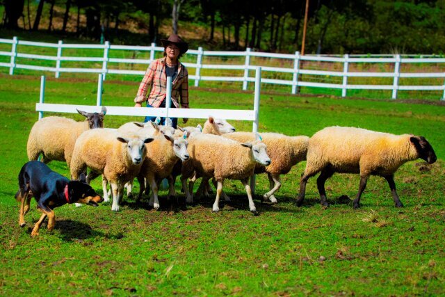Rusutsu Resort Sheepdog Show