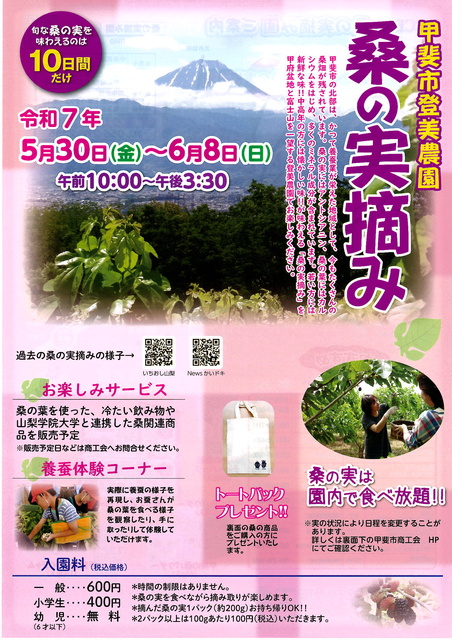 甲斐市登美農園桑の実摘み