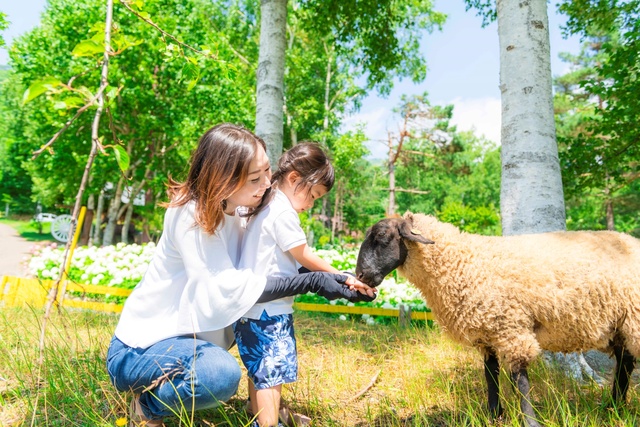 Rusutsu Resort Sheep Interaction