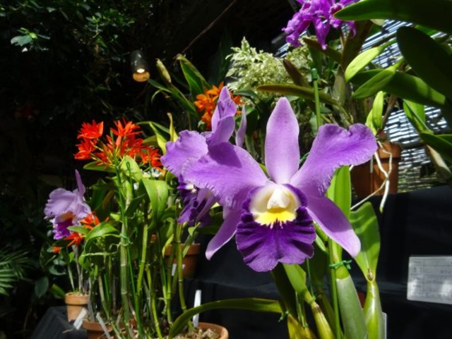 Orchid Beginner Course (September)