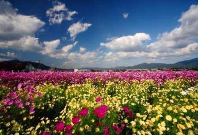 Kyoto Tango / Kameoka "Yume Cosmos Garden"